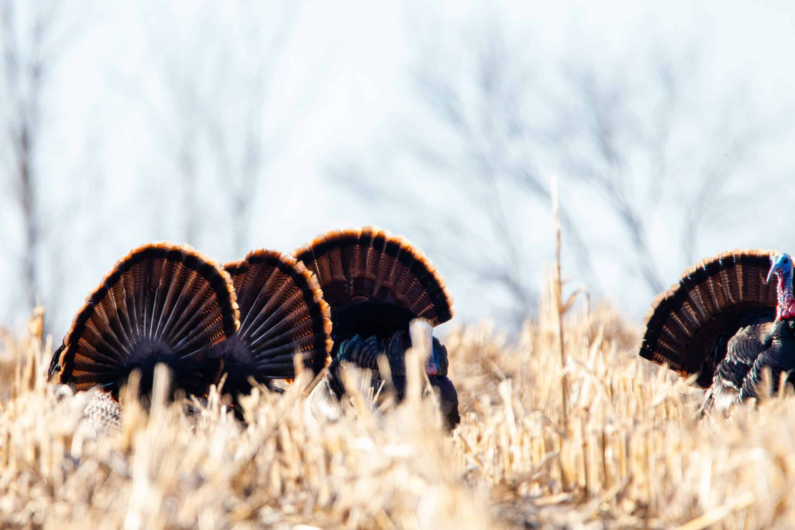 Advanced Techniques for Spring Wild Turkey Hunting Advanced Techniques for Spring Wild Turkey Hunting