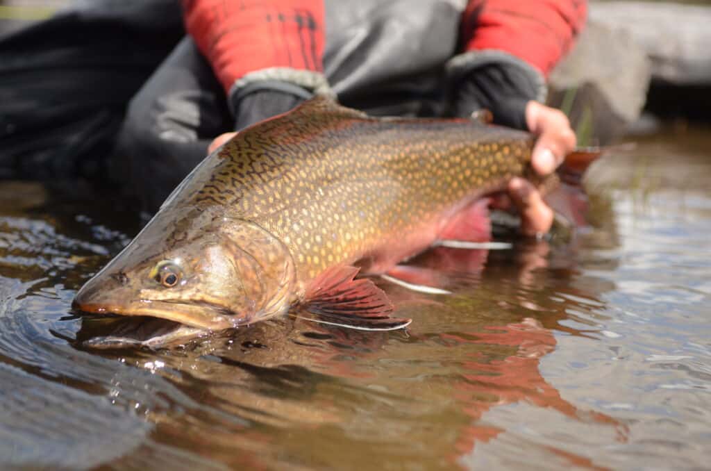 Bienvenue dans le monde passionnant de la pêche à la truite mouchetée ! Bienvenue dans le monde passionnant de la pêche à la truite mouchetée !