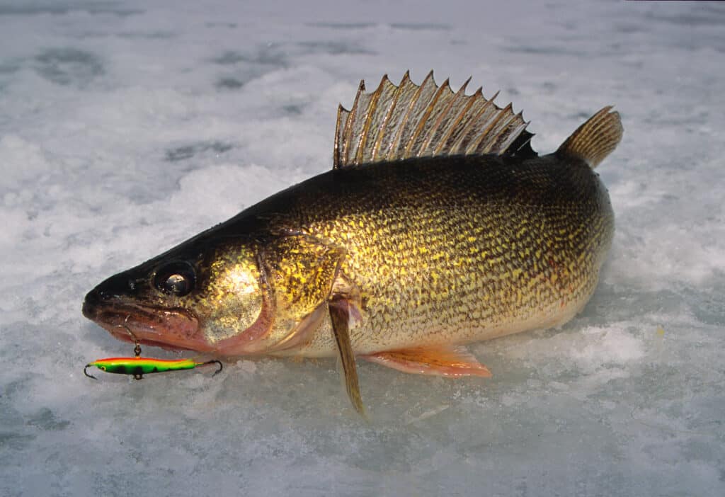 La pêche au doré jaune au Manitoba